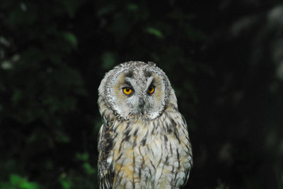 Close-up portrait of owl