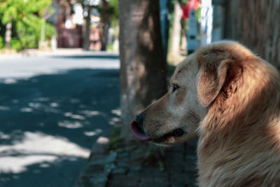 Close-up of dog looking away in city
