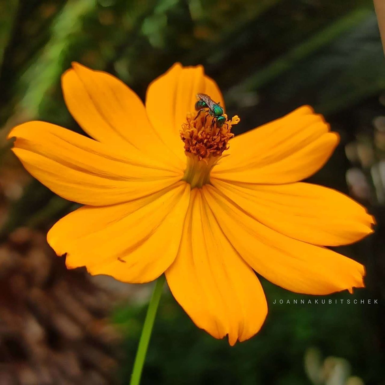 flower, flowering plant, beauty in nature, plant, yellow, freshness, flower head, animal wildlife, petal, animal themes, fragility, close-up, insect, animal, nature, one animal, wildlife, growth, wildflower, macro photography, inflorescence, pollen, no people, focus on foreground, outdoors, herb, orange color, botany, summer, day