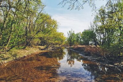 Scenic view of lake in forest against sky