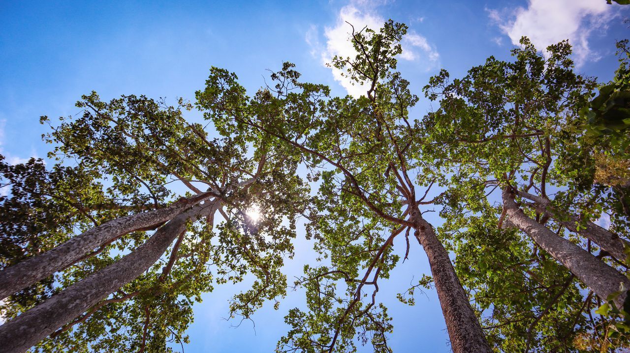 LOW ANGLE VIEW OF PLANTS AGAINST SKY