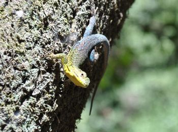 Close-up of lizard on tree trunk