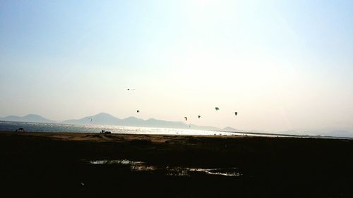 Silhouette birds flying over sea against clear sky