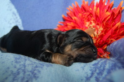 Close-up of dog on flower