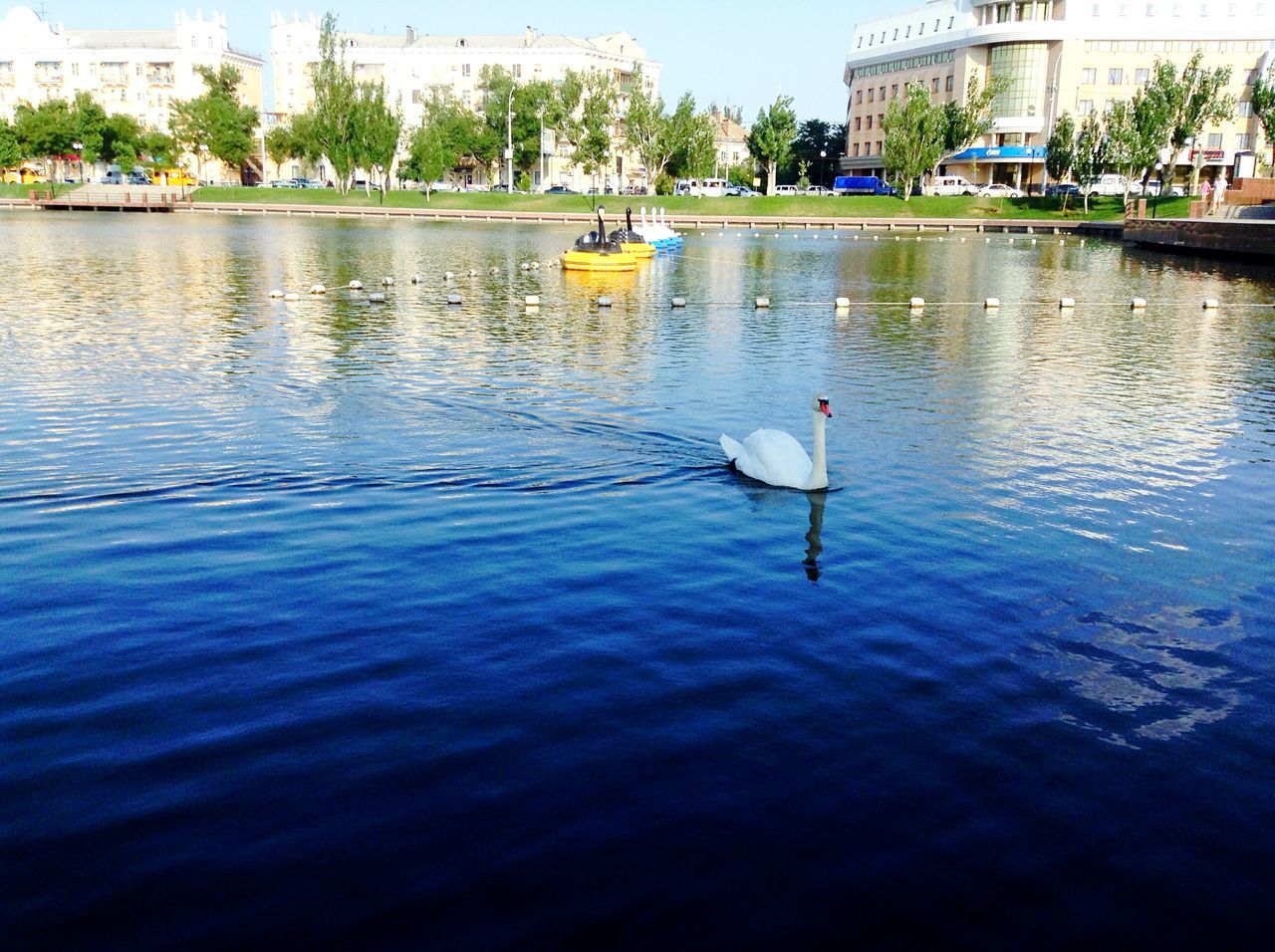 water, animal themes, bird, building exterior, animals in the wild, wildlife, waterfront, reflection, built structure, architecture, lake, rippled, one animal, river, transportation, swimming, nautical vessel, swan, city, tree