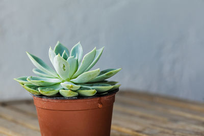 Close-up of succulent plant on table