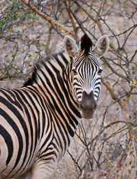 Portrait of zebra standing on tree
