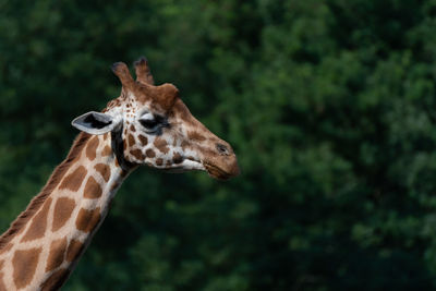 Close-up of a giraffe against blurred background