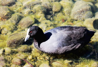 Close-up side view of a duck