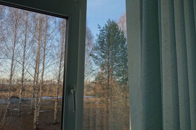 Trees against sky seen through window