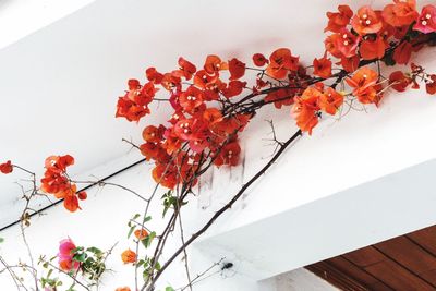 Close-up of orange flowers