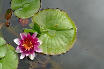 Close-up of lotus water lily in lake