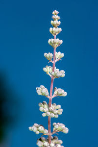 Low angle view of white flowering plant against blue sky