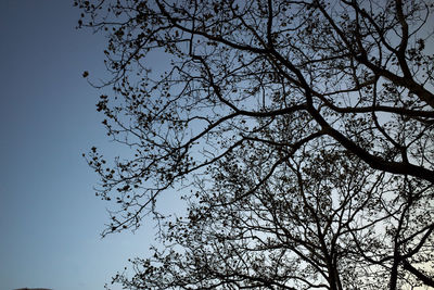 Low angle view of tree against clear sky