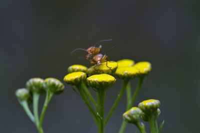 Close-up of insect on flower