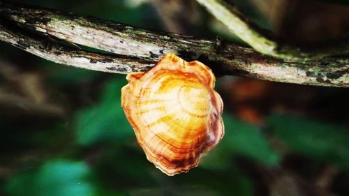 Close-up of snail on leaf