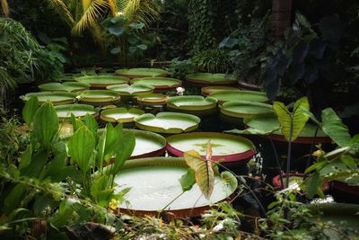 Lotus leaves floating on water in lake