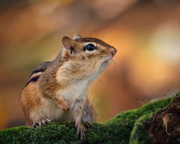 Close-up of squirrel on rock