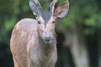 Portrait of deer