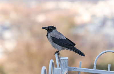 Close-up of bird perching on railing