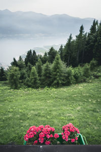 Close-up of flowers growing on field against trees