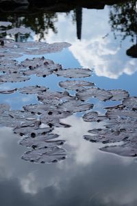Close-up of leaves floating on lake against sky