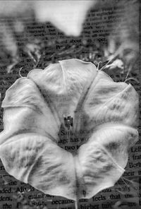 Digital composite image of hand and white flower on field