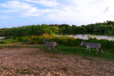 View of a zebra on field against sky