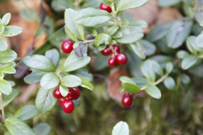 Close-up of cherries on tree