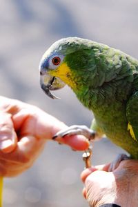 Cropped image of hand holding bird