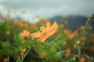 Close-up of yellow flowering plant on field