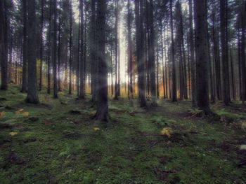 Trees in forest