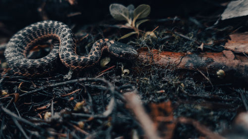 Close-up of a snake hunting for its next meal.