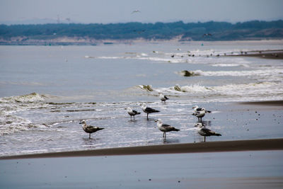 Seagulls at the beach 