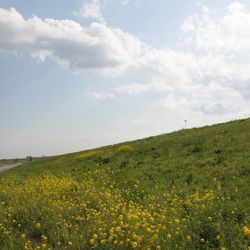 Scenic view of field against sky