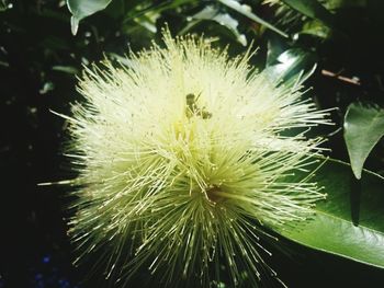 Close-up of dandelion