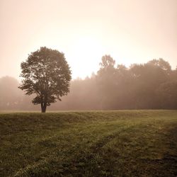 Tree on field against sky