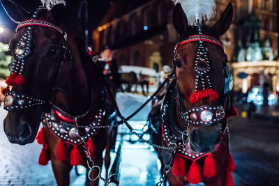 Close-up of a horse