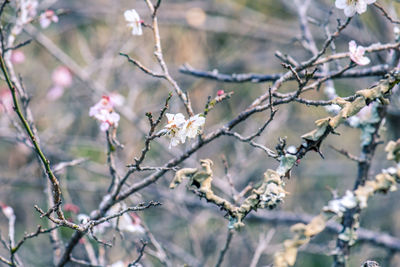 Close-up of cherry blossoms in spring