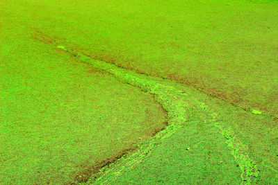 High angle view of rice field