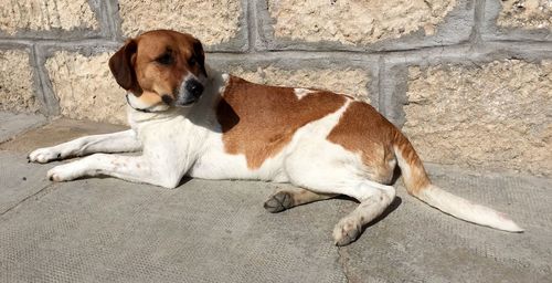 Puppy sitting outdoors