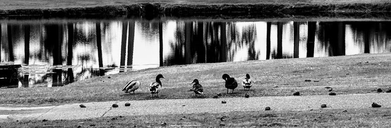 View of birds on the land