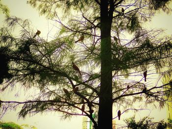 Low angle view of trees against the sky