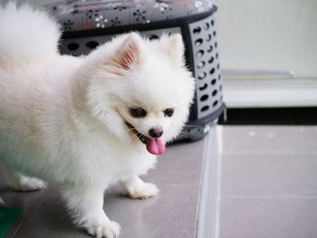 Close-up of a dog looking away