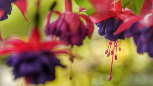 Close-up of fuchsia flowers blooming