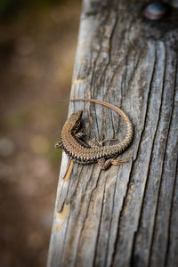 Close-up of lizard on wood