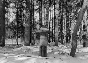 Trees in forest