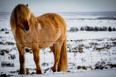 Horse standing on snow covered land