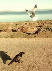 Seagull flying over sea