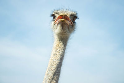 Close-up portrait of a ostrich against sky